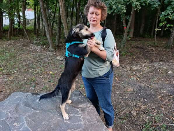 Хорошенький щенок с пушистыми ушками