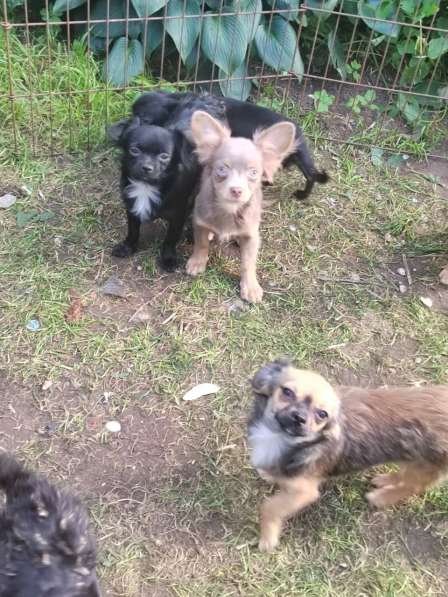 Рыже-соболинный мальчик Чихукахуа 5 месяцев в Железнодорожном