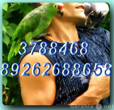 Чудные - Элитные попугаи из Питомника. Москва в Москве фото 5