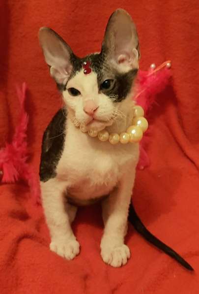 Донской сфинкс, мальчик в Санкт-Петербурге фото 9