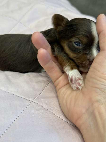 Йоркширский терьер цветной в Сургуте фото 13