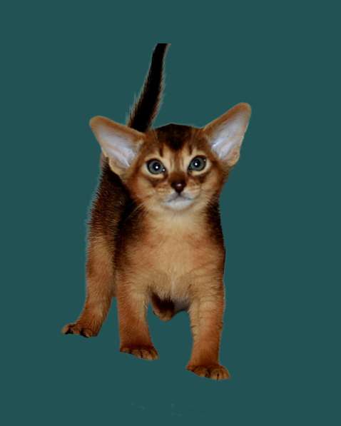 Абиссинские котята в Москве фото 10