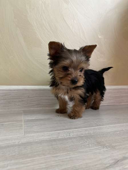 Йоркширский терьер мини в Геленджике фото 4