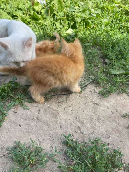 Котята в добрые руки в Калаче-на-дону фото 3