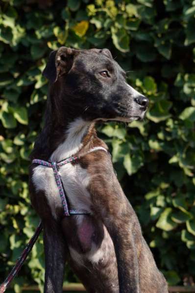 Миниатюрная собачка Хиппи в добрые руки в Москве фото 5