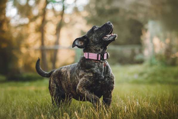 Мудрая Миранда ищет дом в Москве фото 4