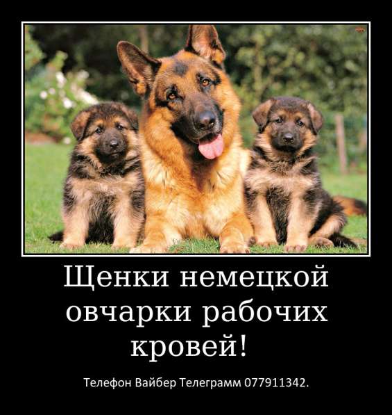 Щенки немецкой овчарки стандартного окраса! в фото 12