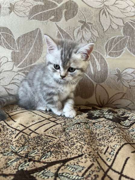 Британские котята в Барнауле фото 3