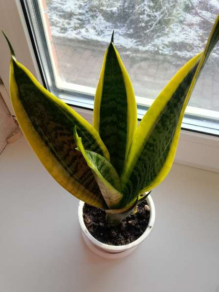 Домашние цветы в Рязани фото 4