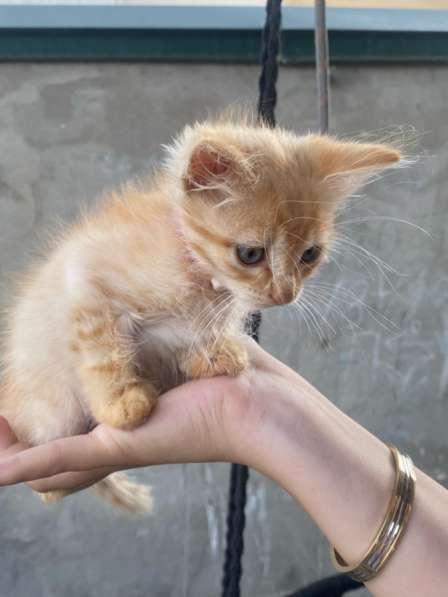 Одам в хорошие руки в Кисловодске фото 4