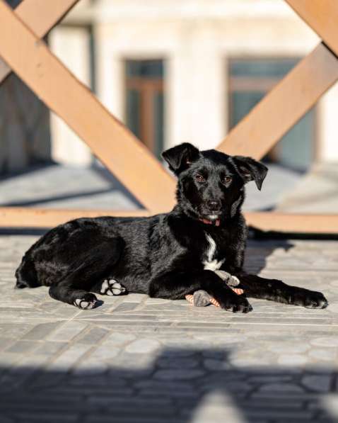 Маленькая Молли ищет свой дом! в Москве фото 8