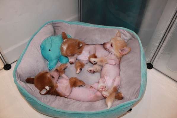 Щенок КХС в Москве фото 15