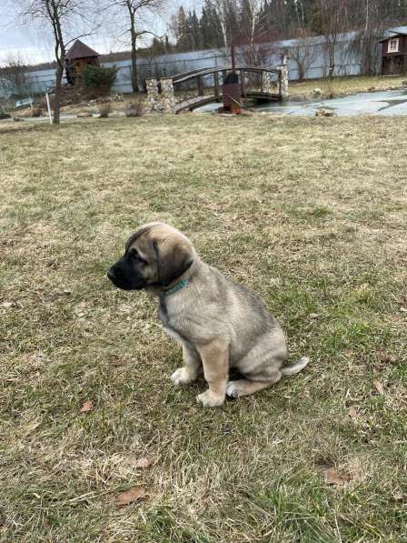 Щенки турецкого кангала в Москве фото 3