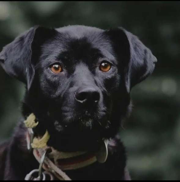 Красавица Мира ищет дом и любимую семью