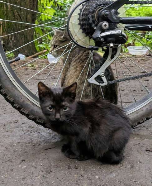 Выбросили черного котёнка! На улице погибнет в Москве