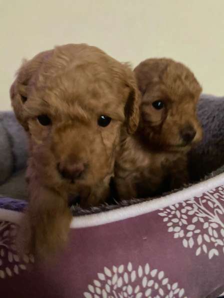 Щенки Той-Пуделя 05.11.25г в Ставрополе фото 3