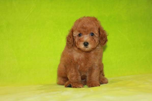 Той-пудель, девочка