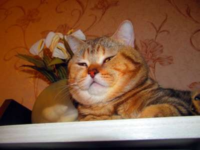 Британские чистокровные котята в Новокузнецке фото 5