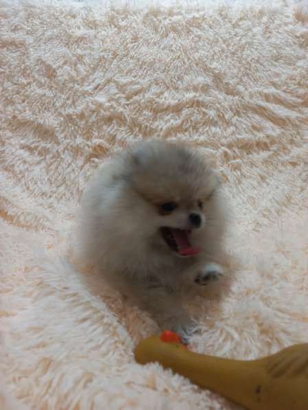 Pomeranian spitz. Mini boy's в фото 6