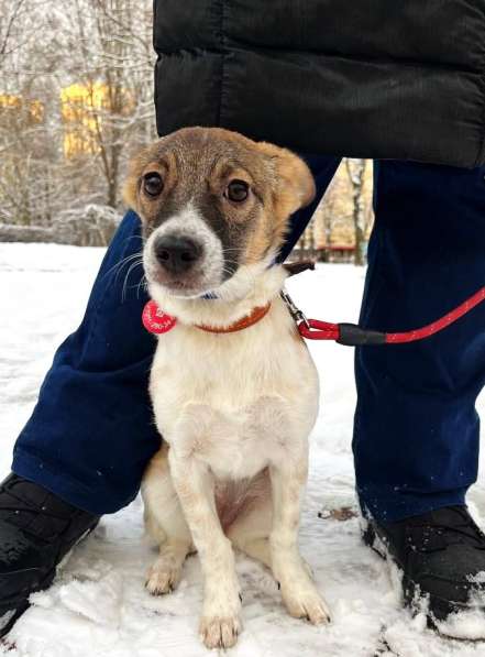 Маленькая и ласковая собачка, диванный вариант в Санкт-Петербурге фото 4