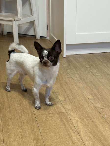 Вязка чихуахуа