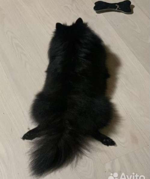 Немецкий шпиц в Санкт-Петербурге фото 4