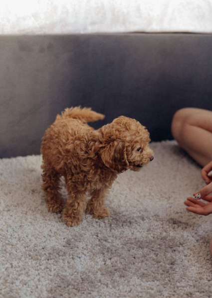 Щенки Той-пудель в Санкт-Петербурге