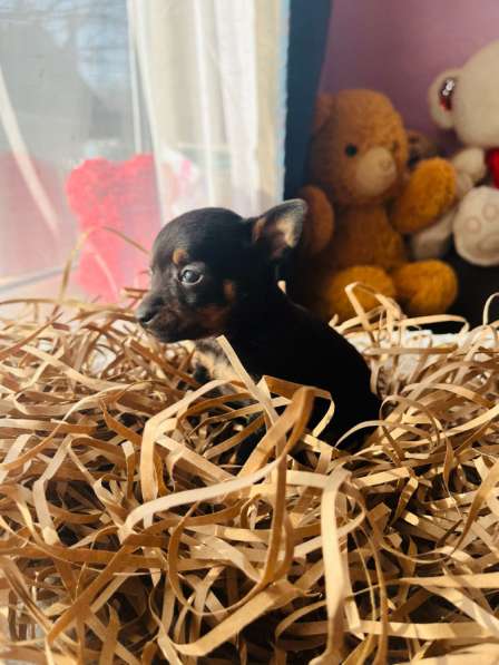 Той-терьер в Уссурийске фото 4