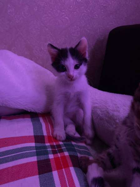 Котята в добрые руки(мальчики) в Уфе фото 6