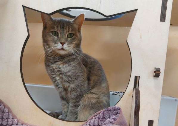 Красивая кошка Конфетка в добрые руки в Москве фото 5
