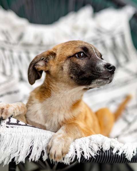 Комочек ласки и нежности Лизи ищет дом в Москве фото 8