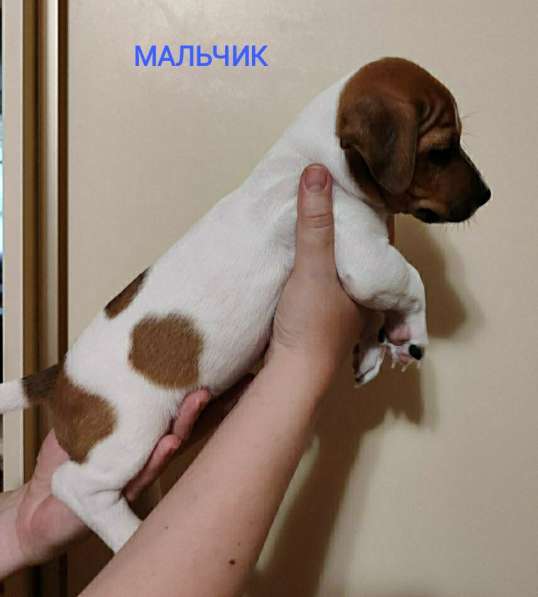 Щенки Джек Рассел терьер в фото 10