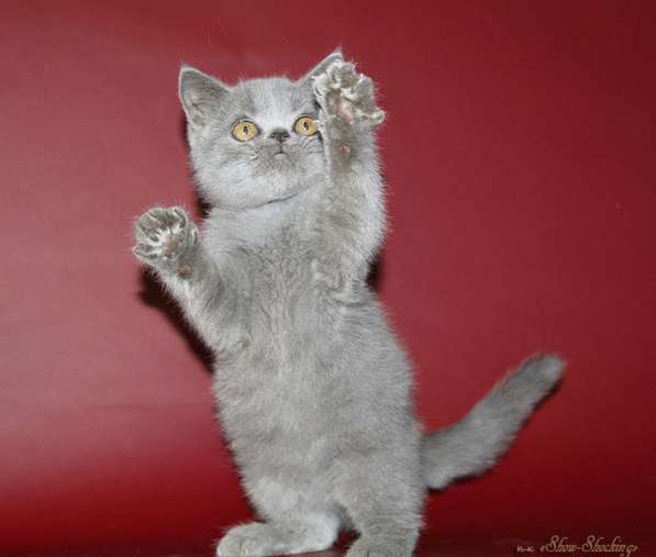 Британские котята, окрас голубой, черный в Самаре фото 16