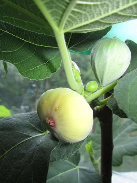 Инжир для дома и дачи в Москве