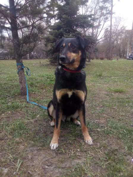 Красавица Лора в добрые руки в Москве фото 16