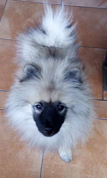 Кеесхонд/вольфшпиц. Щенки в фото 9