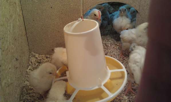 Цыплята Яичной и Мясояичной породы в Волжский фото 9