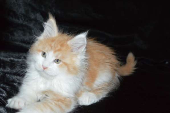 Питомник придлагает котят Мейн-кун в фото 6