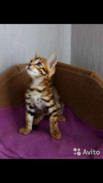 Бенгальские котята в Екатеринбурге