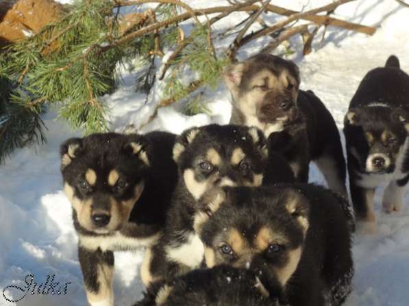 Продаются щенки САО(алабаи),от отарников Таджикистана в Владимире фото 20