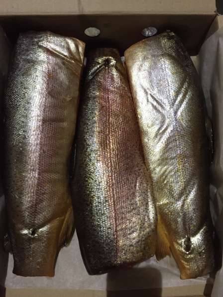 Рыба копченая, вяленая, соленая в Котласе