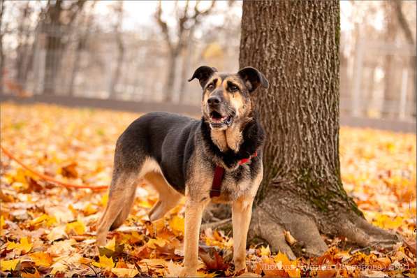 Ласка - дружелюбная, совершенно неконфликтная мудрая собака в Москве фото 20