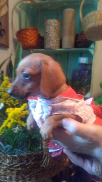 Щенки таксы миниатюрной в Твери фото 17