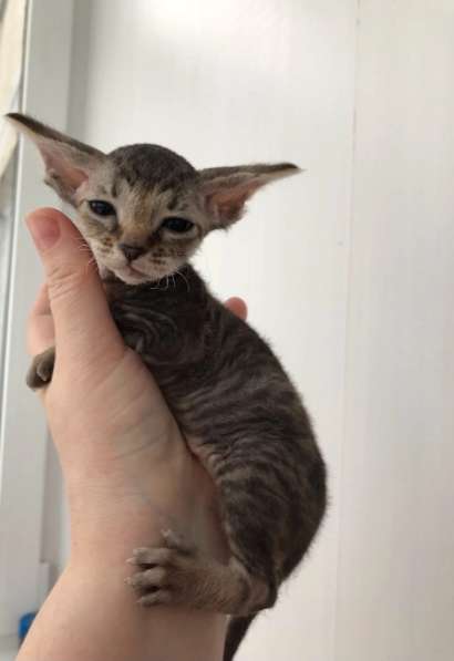 Элитный Девон-Рекс. Кудрявый лесной в Санкт-Петербурге фото 44