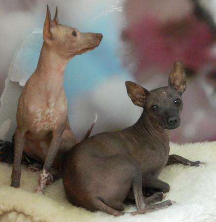 Девочка мексиканская голая мини