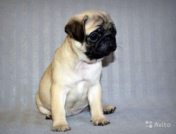 Щенки мопса в Самаре, РКФ в Самаре фото 15