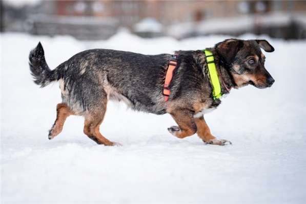 Маленькая собака Тося в добрые руки в Москве фото 3