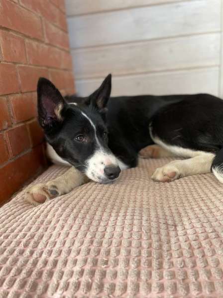 Молодая собака Бусинка в добрые руки в Москве фото 13