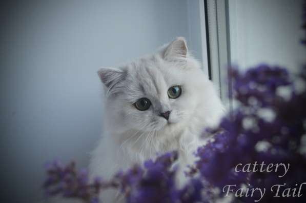 Британские серебристые котята в Омске фото 3
