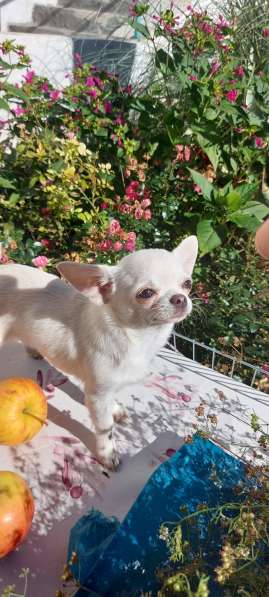 Kleiner Chihuahua в фото 7